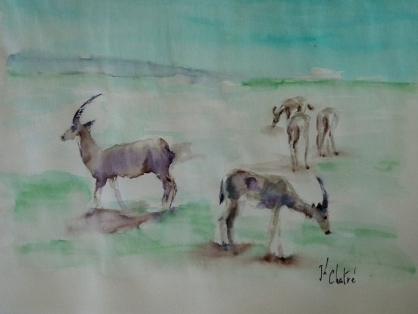 Antilopes