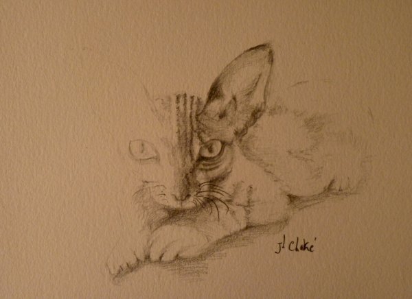 Devon Rex