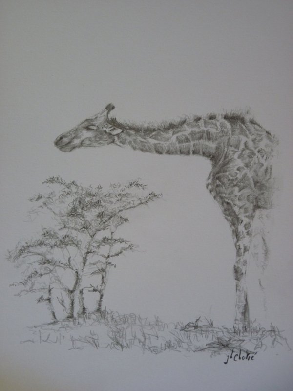 Girafe et acaccias