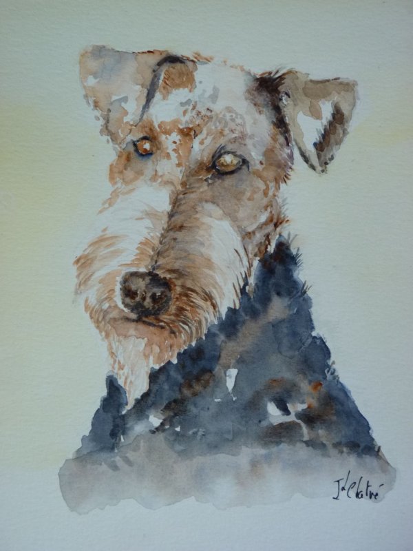 Airedale terrier