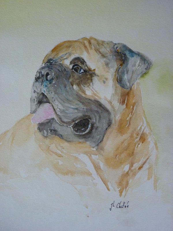 Bull Mastiff