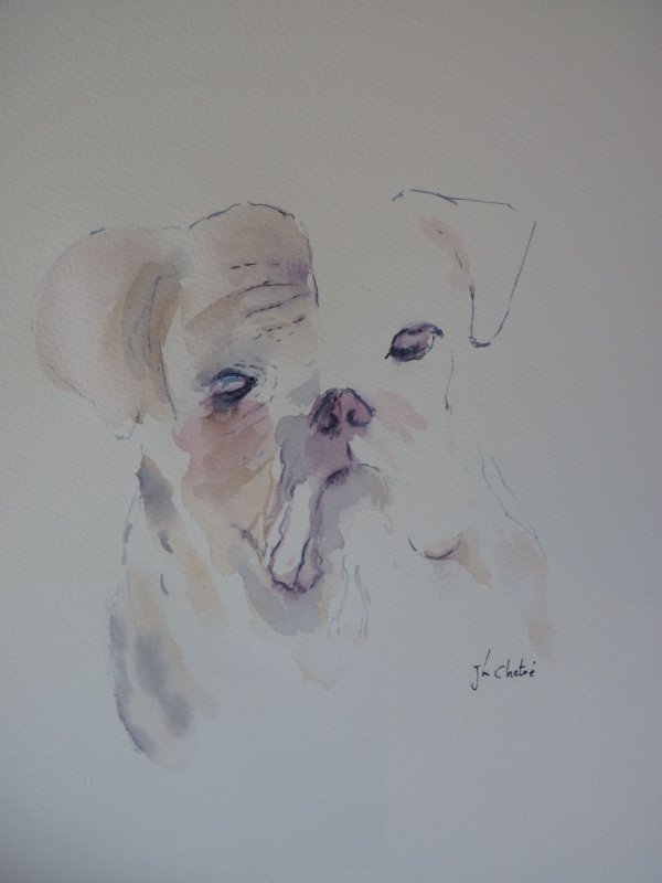 Bulldog aux yeux bleus