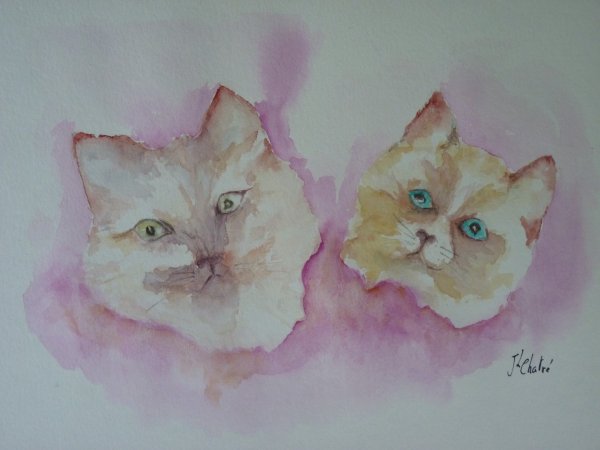 Chats sur fond rose