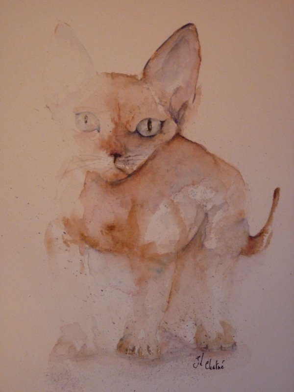 Devon Rex aux yeux clairs