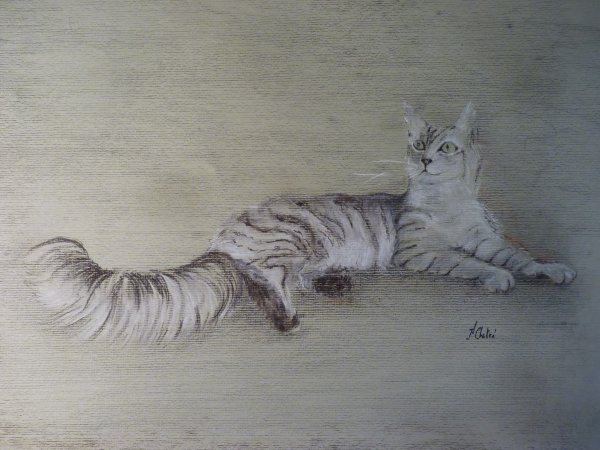 Maincoon