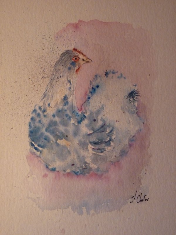 Poule bleue