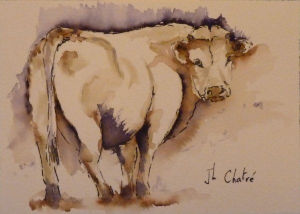 Vache charolaise