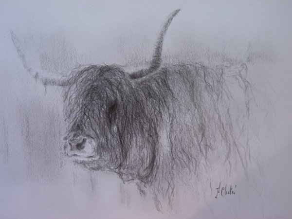 Vache des Highlands 