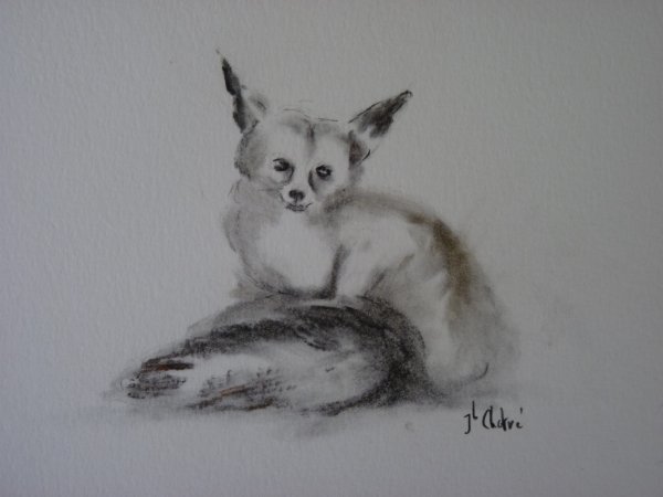 Fennec