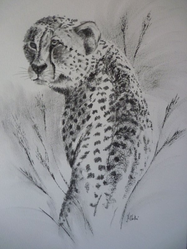 Guépard