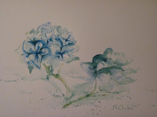 Hortensias bleus