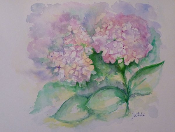 Hortensias du Banlay