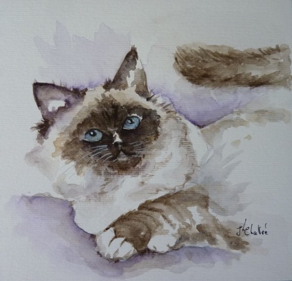 Chat Birman