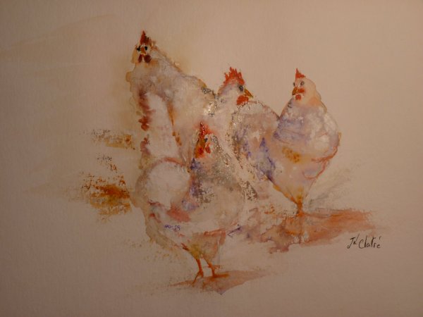 Poules blanches