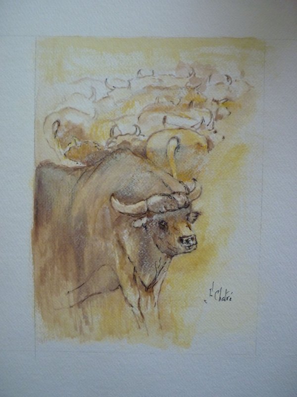 Troupeau de buffles